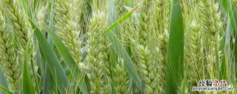 小麦灌浆期磷酸二氢钾的用量，附磷酸二氢钾的使用禁忌