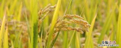 水稻硫化氢中毒用什么方法解决?水稻硫化氢中毒是怎么形成的