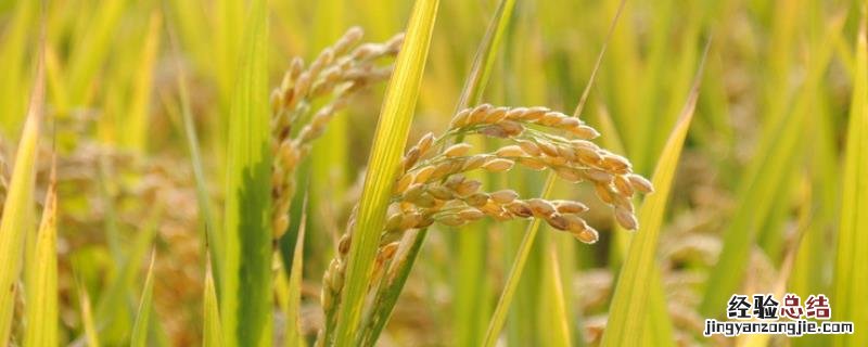 水稻硫化氢中毒用什么方法解决?水稻硫化氢中毒是怎么形成的