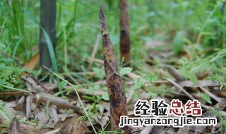 野山笋什么时候有 野生山竹笋什么时候长出来