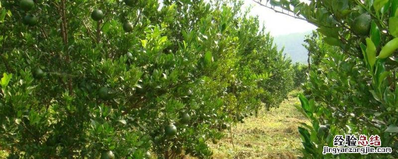 果树防虫的最佳方法,防虫网用多少目