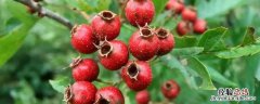 10种代表秋天的水果 秋天的四种水果