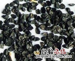 葱籽的功效和作用 白葱籽的功效与作用及禁忌