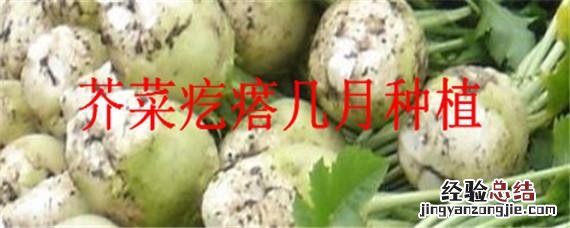 芥菜疙瘩的种植技术及种植时间 芥菜疙瘩几月种植