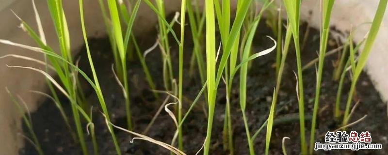在家怎么种水稻,种水稻在什么节气好 在家怎么种水稻,种水稻在什么节气