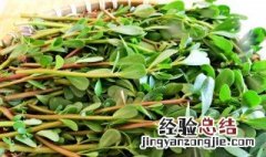 马齿苋蒸菜怎么做好吃 蒸马齿苋菜的做法