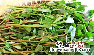 马齿苋蒸菜怎么做好吃 蒸马齿苋菜的做法