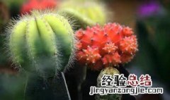 仙人掌有哪些品种 可以食用的仙人掌有哪些品种