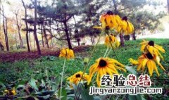 野葵什么时候开花的 野葵什么时候开花