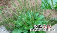 车前草有什么好处 车前草的作用