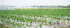 玉米什么时候停止浇水 玉米长到什么程度停止浇水