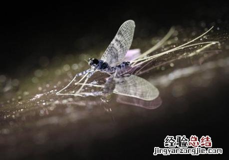 寿命最短的昆虫是什么 寿命极短的昆虫
