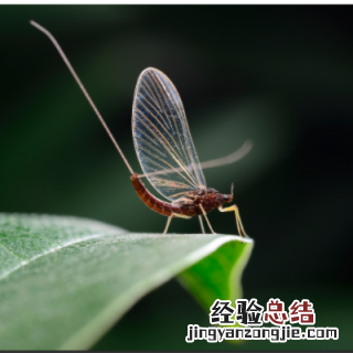 寿命最短的昆虫是什么 寿命极短的昆虫