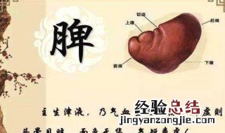 五脏功能中具有“升举内脏”功能的是 五脏功能中具有升举内脏功能的是脾