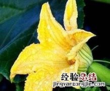 南瓜花的功效与作用 南瓜花的功效与作用及食用方法