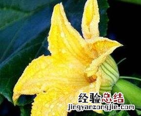 南瓜花的功效与作用 南瓜花的功效与作用及食用方法