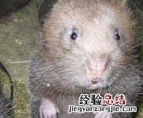 竹鼠肉的营养价值
