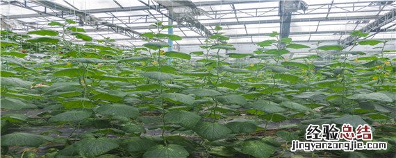 黄瓜如何施肥和浇水 黄瓜肥水管理浇水原则