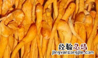 虫草花食用方法及注意事项 虫草花的正确食用方法