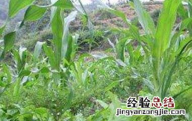 魔芋的样子图片大全 魔芋长什么样子的图片