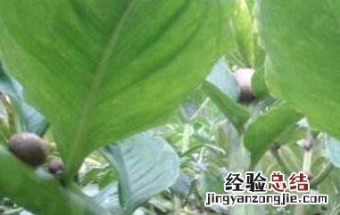 魔芋的样子图片大全 魔芋长什么样子的图片