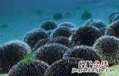 海胆怎么吃图解大全 海胆怎么吃图解