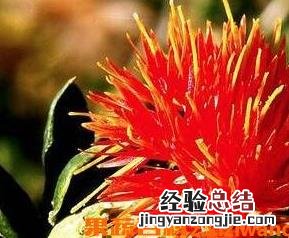 西红花的功效和作用主治 西红花的功效和作用