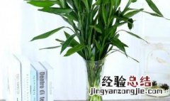 转运竹养3支最旺运 转运竹家里养几支最旺运