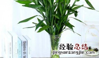 转运竹养3支最旺运 转运竹家里养几支最旺运