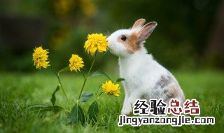 小白兔的特点是什么 小白兔的特点介绍