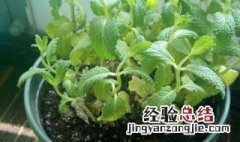 薄荷怎么繁殖 薄荷繁殖方法