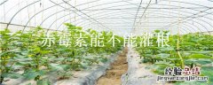 赤霉素能不能灌根 赤霉素可以灌溉树苗根部吗