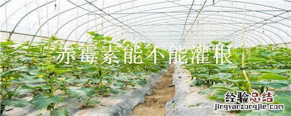 赤霉素能不能灌根 赤霉素可以灌溉树苗根部吗