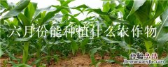 六月份适合种植什么农作物 六月份能种植什么农作物