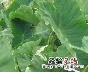吃芋苗酸的好处和坏处 芋苗酸的功效与作用