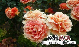摩羯代表的花是什么 摩羯座对应的花