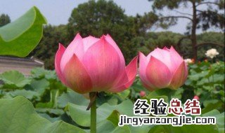 爱莲说中的莲花象征着什么 莲花象征着什么
