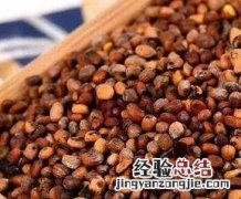 白萝卜籽的功效与作用吃法 白萝卜籽的功效与作用