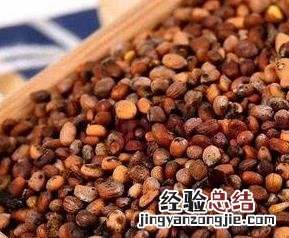 白萝卜籽的功效与作用吃法 白萝卜籽的功效与作用