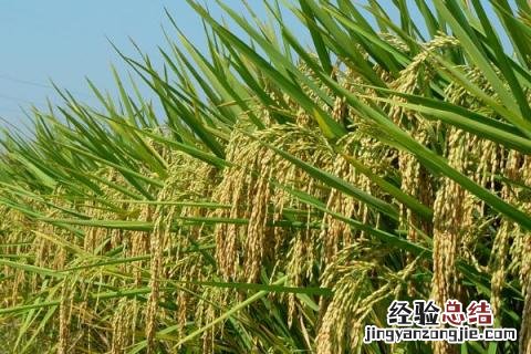 中国水稻的发展史思维导图 中国水稻的发展史
