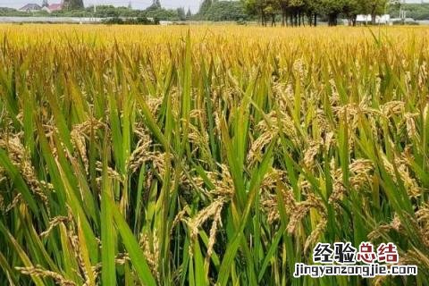 中国水稻的发展史思维导图 中国水稻的发展史
