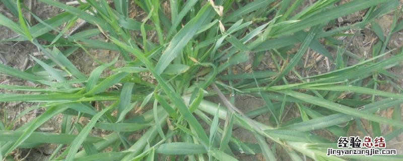 水稻田抗性马唐特效药，抗性马唐怎么区别