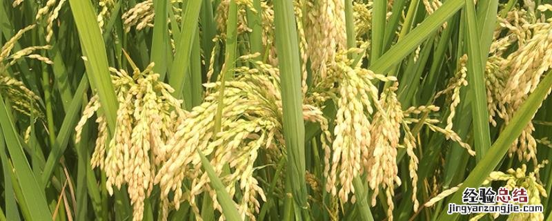 水稻种植会造成什么元素富集,水稻种植的时间