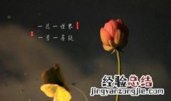 一花一世计一叶一菩提对人说是什么意思 一花一世计一叶一菩提的意思