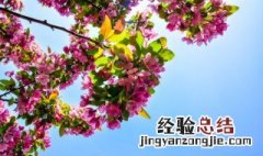 杜鹃花的花语是什么 杜鹃花的花语是什么呢