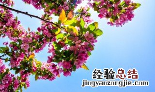 杜鹃花的花语是什么 杜鹃花的花语是什么呢