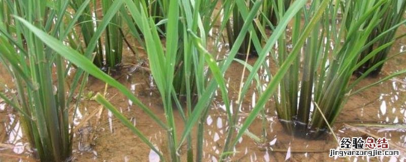 水稻根部腐烂的原因,如何防治视频 水稻根部腐烂的原因，如何防治