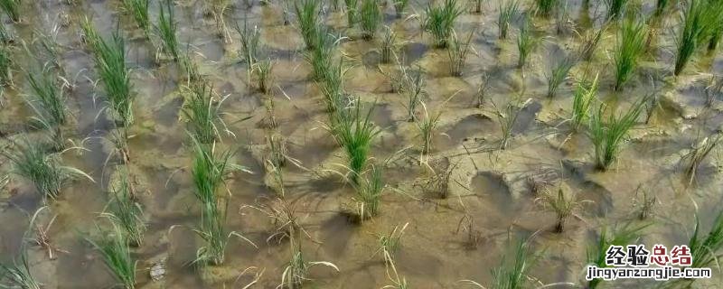 水稻坐蔸打什么药 水稻坐蔸用什么药冶，附症状