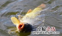 南方冬天温差大如何野钓鲫鱼 冬钓鲫鱼怎么选钓点