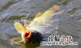 南方冬天温差大如何野钓鲫鱼 冬钓鲫鱼怎么选钓点